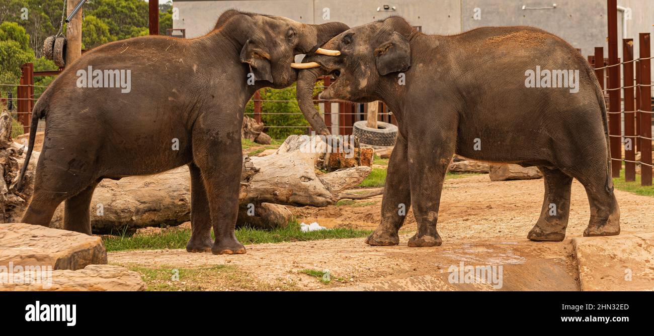 Deux jeunes éléphants jouant près du bord de la cage Banque D'Images