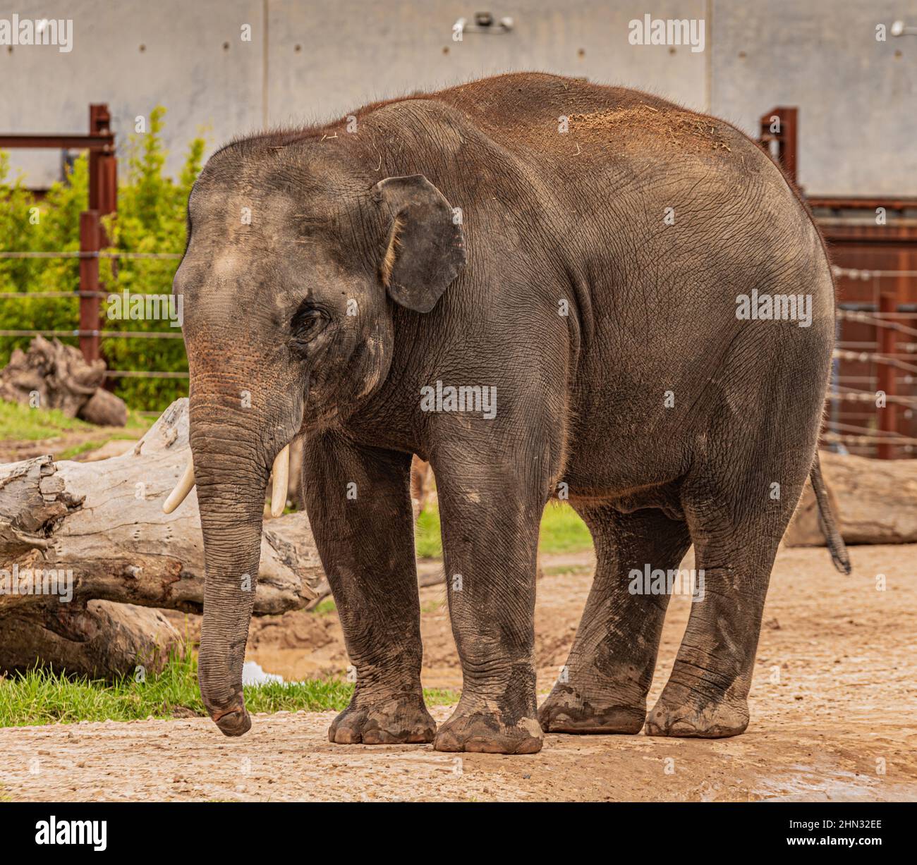 Animal avec long tronc, défenses, grands rabats d'oreille, jambes massives Banque D'Images