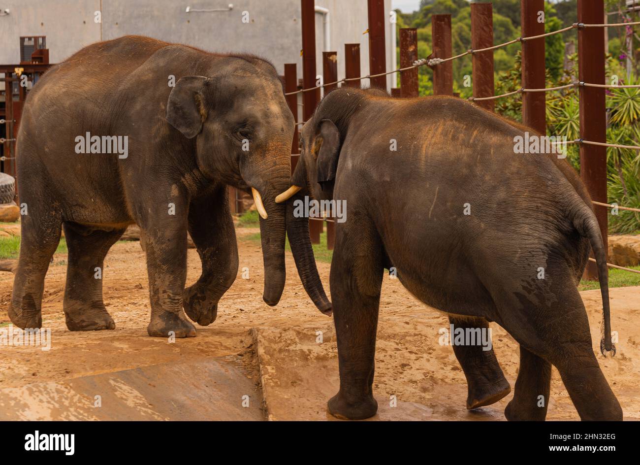 Deux jeunes éléphants jouant près du bord de cage Banque D'Images