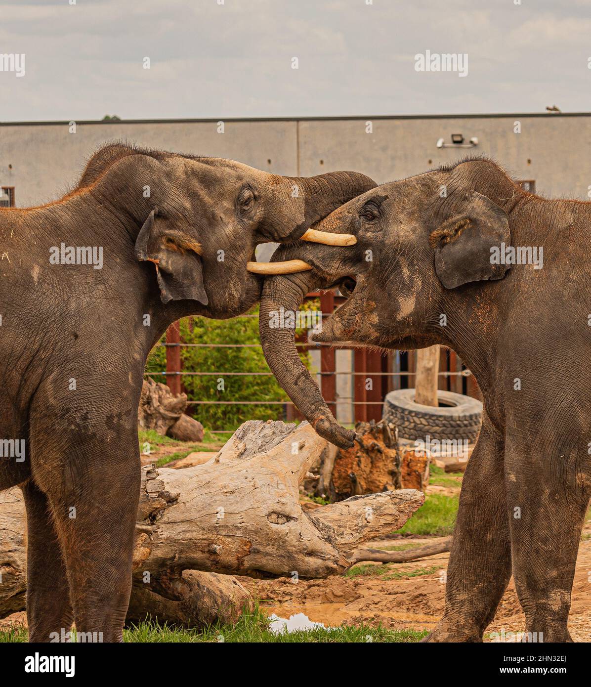 deux jeunes éléphants se battent, les éléphants se battent Banque D'Images