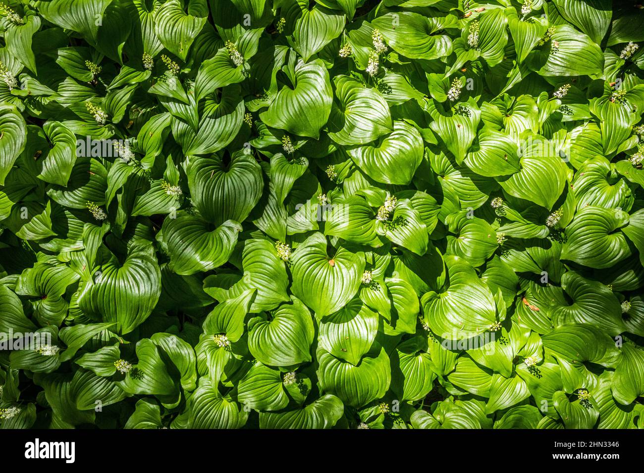 Beadruby, False Lilly-de-la-vallée, ou Maianthemum dilatatum qui est souvent trouvé comme la couverture dominante dans les forêts d'épinette de Sitka le long du sud Banque D'Images