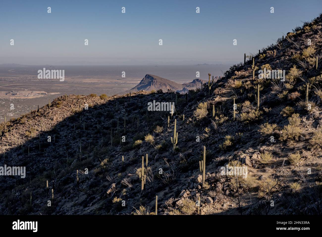 La lumière du soleil se brise au-dessus de la crête révélant le Cactus de Tall Saguaro dans le désert de Sonoran Banque D'Images