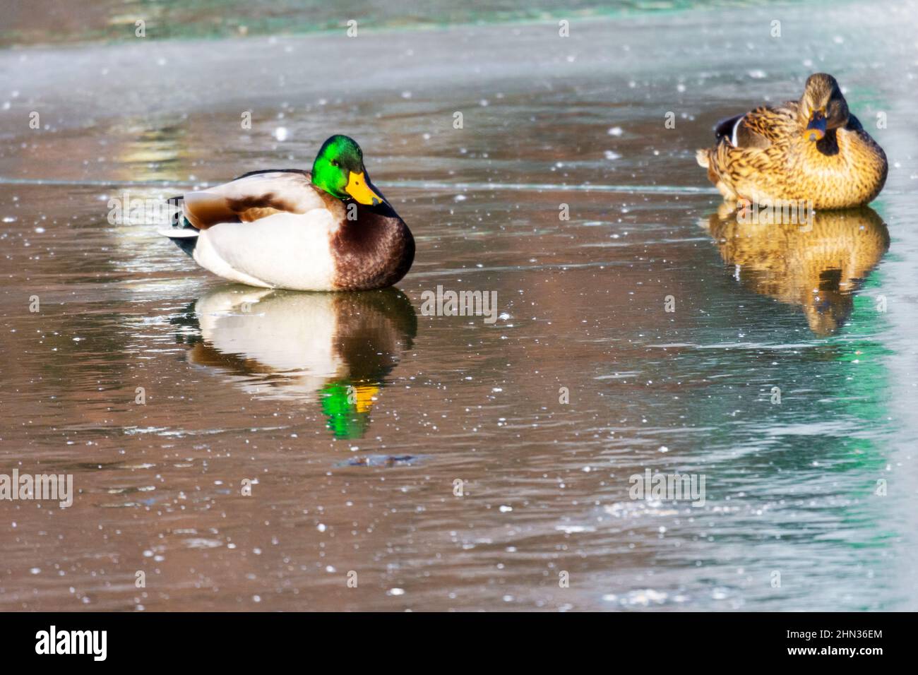 Un couple de collard mâle et femelle se reflète dans la glace. Banque D'Images