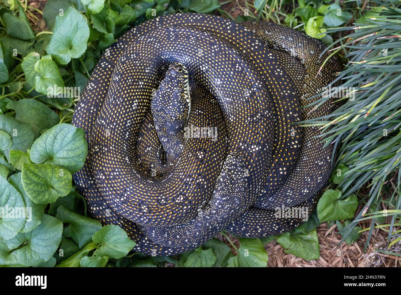 Les pythons de diamant se sont courbés ensemble Banque D'Images