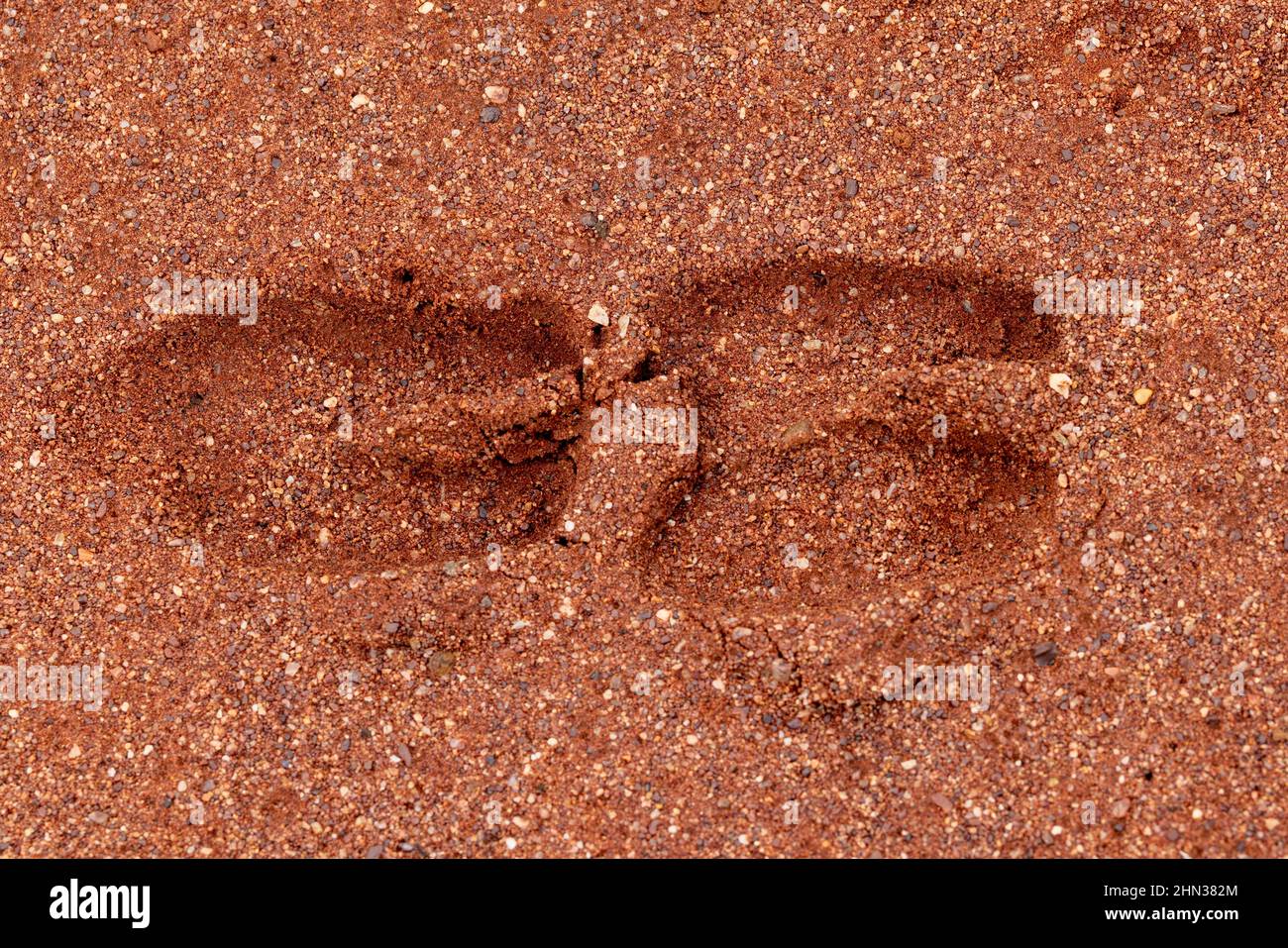 Empreintes de pas de Goat Feral dans un sol sablonneux rouge, dans l'Outback de la Nouvelle-Galles du Sud Australie Banque D'Images