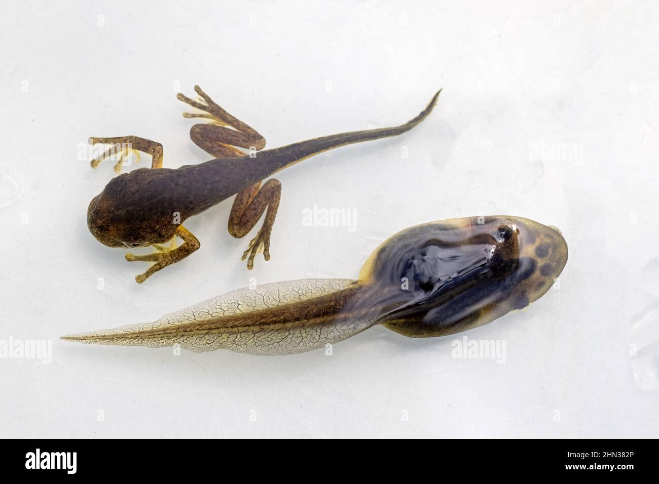 La grenouille des arbres de Peron (en haut) et la grenouille verte et dorée montrant différentes étapes de développement du tadpole Banque D'Images