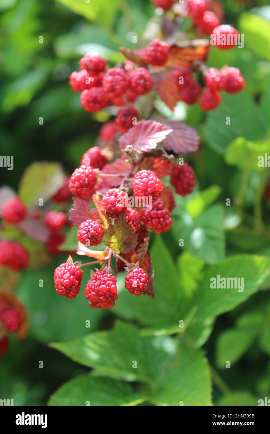 Gros plan sur les framboises sauvages au parc national de Tallulah gorge en Géorgie Banque D'Images