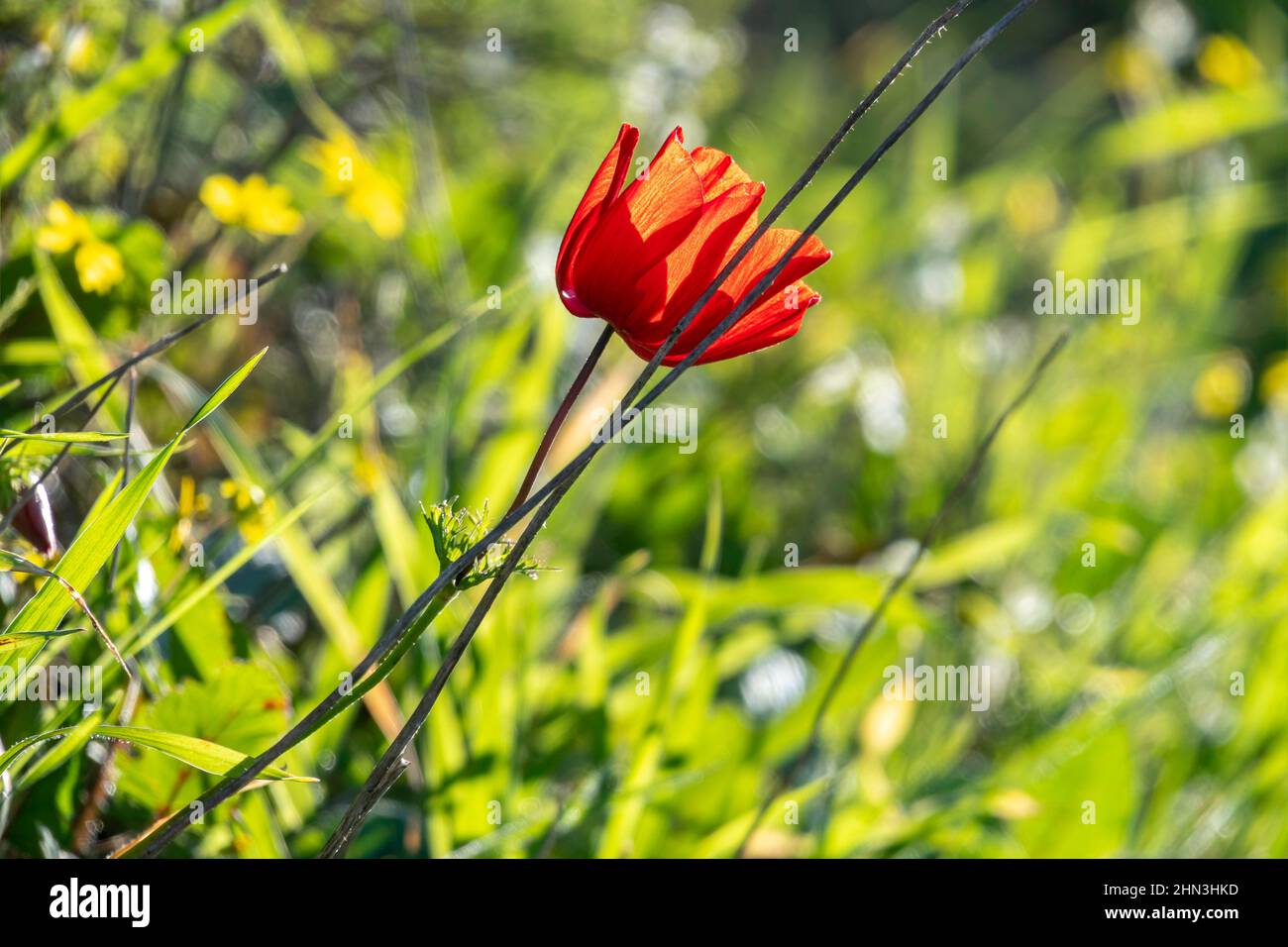 Fleur d'anémone rouge en gros plan sur un fond d'herbe verte en plein soleil Banque D'Images