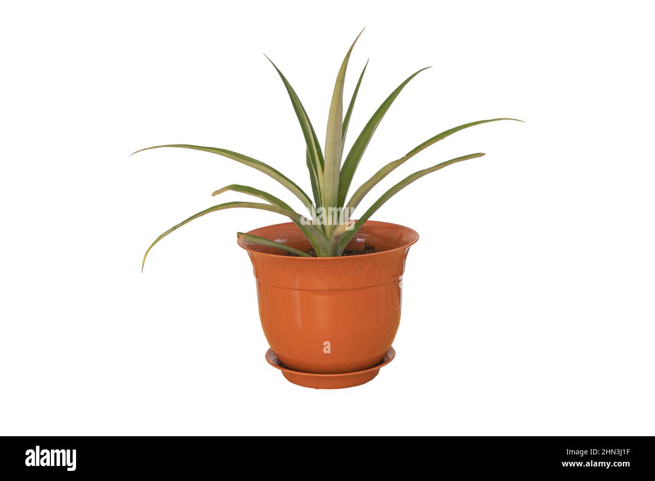 Un bel ananas planté dans le pot isolé sur fond blanc - Comment prendre soin pour ananas concept Banque D'Images