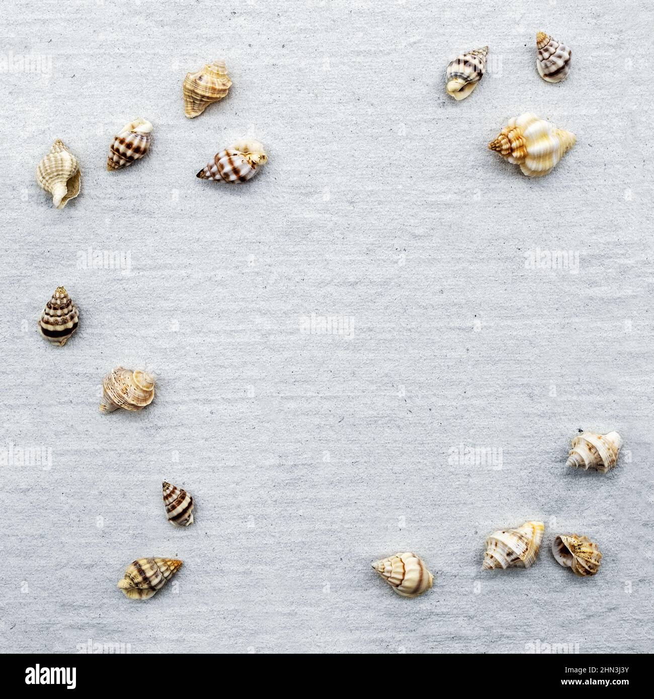 diverses coques d'escargots sur papier fait à la main Banque D'Images