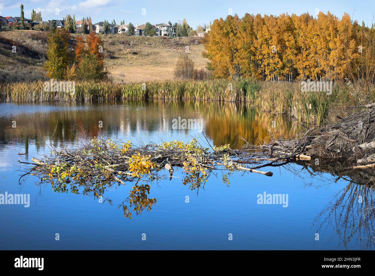 La cachette de nourriture de Beaver de branches et de feuilles de peuplier faux-tremble stockées à côté de la loge dans un étang de la ville pendant l'automne pour fournir un approvisionnement en nourriture pendant l'hiver Banque D'Images