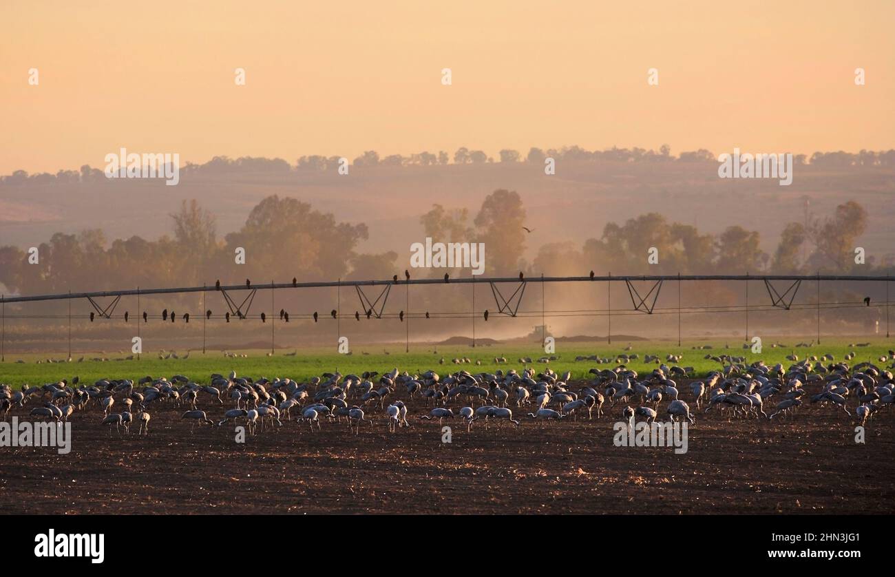 Les grues communes se nourrissent à l'aube dans un champ agricole avec système d'irrigation dans la vallée de Hula, dans le nord d'Israël. Grus Grus. Banque D'Images