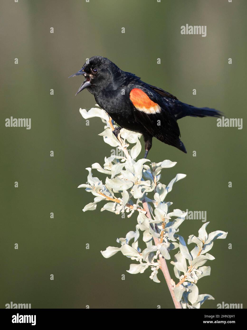 Chant d'oiseau noir ailé de rouge, perché sur la branche d'un arbuste de Silverberry au Canada. Agelaius phoeniceus, Elaeagnus commutata Banque D'Images