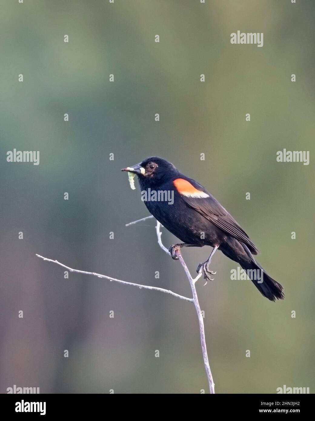 Oiseau noir ailé rouge transportant la larve dans le bec vers le nid pour se nourrir de ses oisillons. Agelaius phoeniceus Banque D'Images