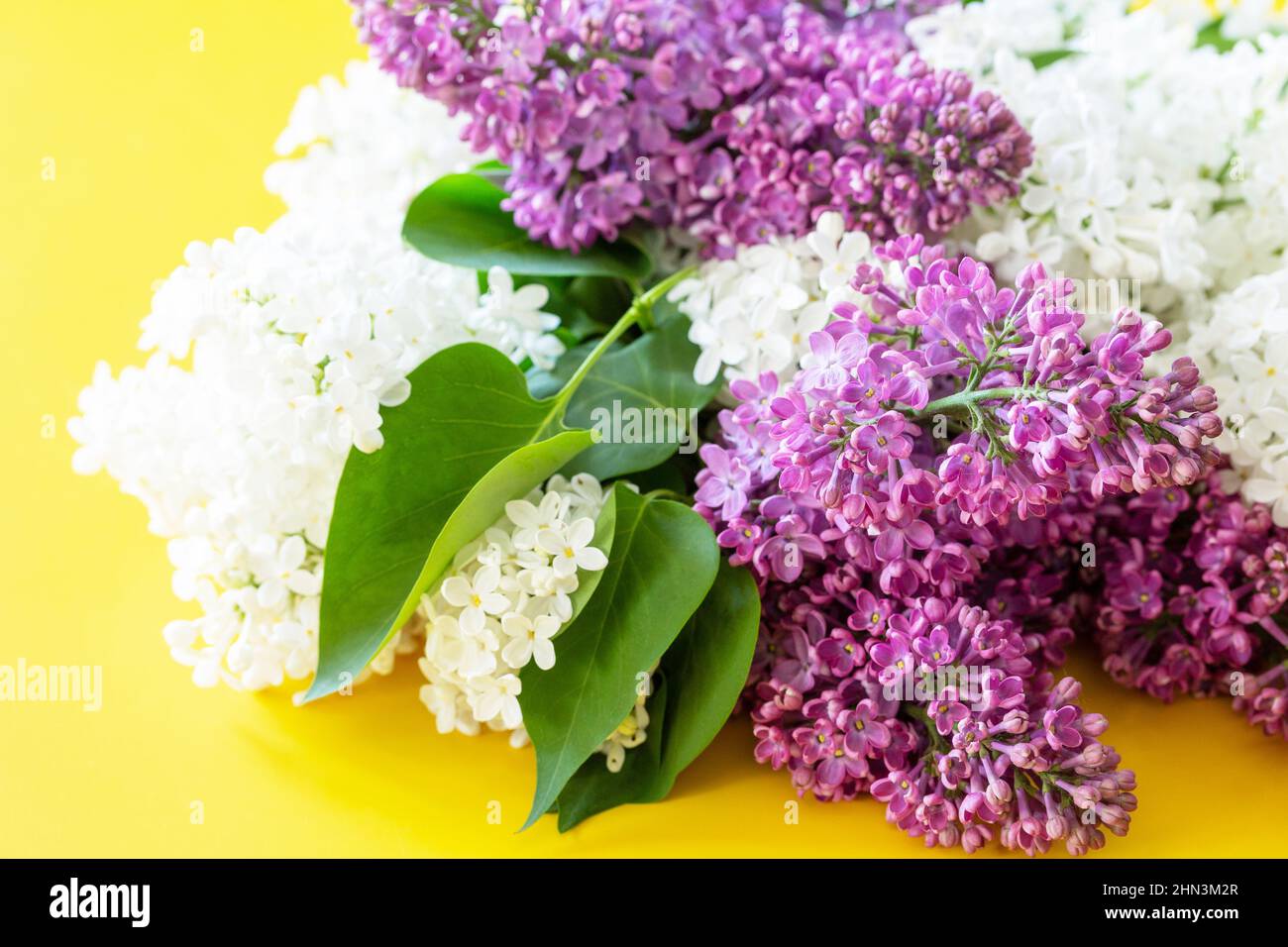Fleurs lilas et blanches sur fond jaune. Banque D'Images