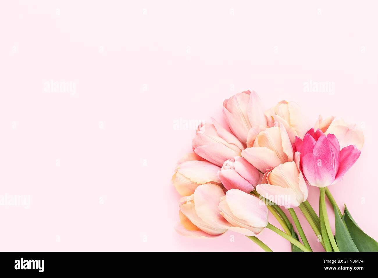 Bouquet de tulipes roses sur fond rose. Concept de fête des mères, de Saint-Valentin, d'anniversaire Banque D'Images