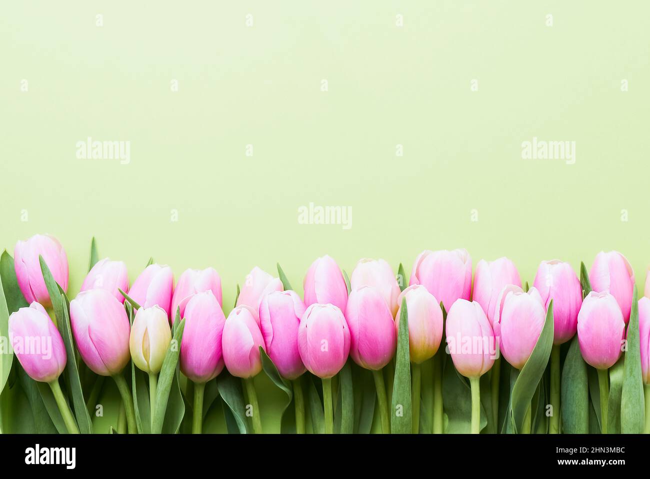 Bordure de tulipes roses sur fond vert clair. Fête des mères, jour de la Saint-Valentin, concept d'anniversaire Banque D'Images