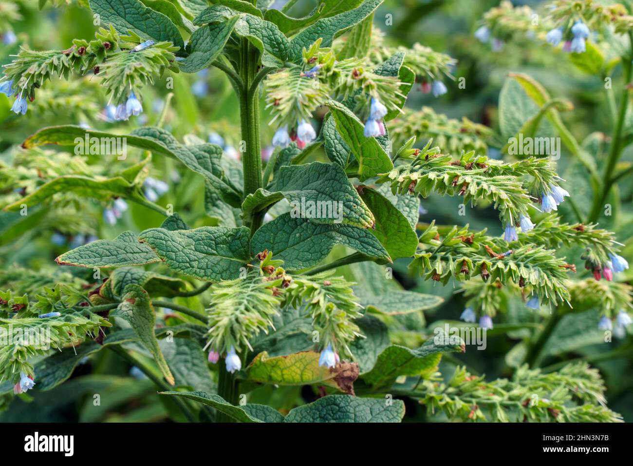Petite cloche de la fleur bleue. Symphytum officinale. Plante médicinale. Mise au point sélective Banque D'Images