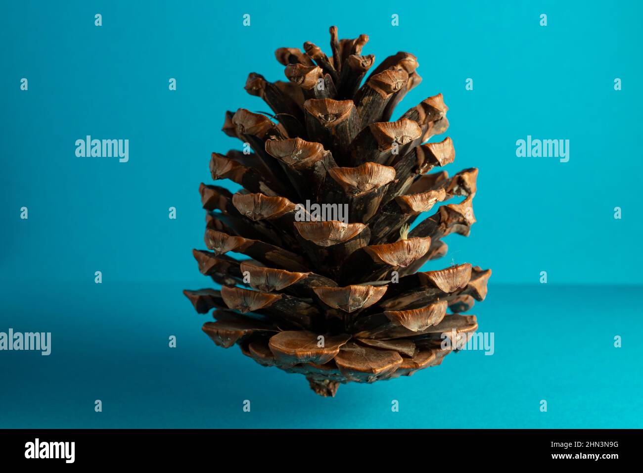 Cône de pin de Pinus radiata (monterey), isolé sur fond bleu Banque D'Images