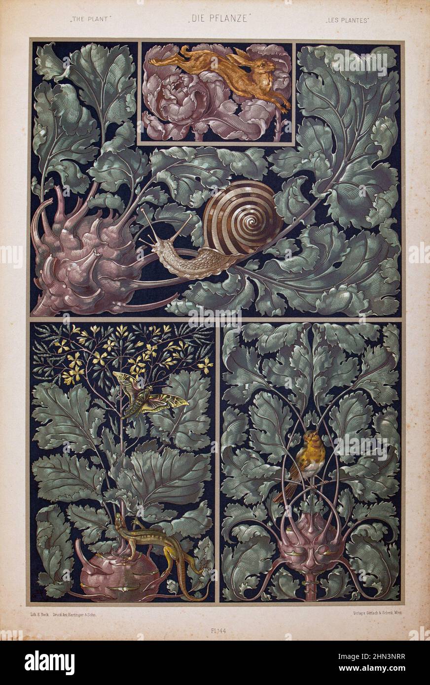 Imprimé art nouveau lithographe par Anton SEDAR. Série de plantes: Paons. 1900 Anton Johann Nepomuk Seder (1850 - 1916) est un peintre et décorateur allemand, Banque D'Images