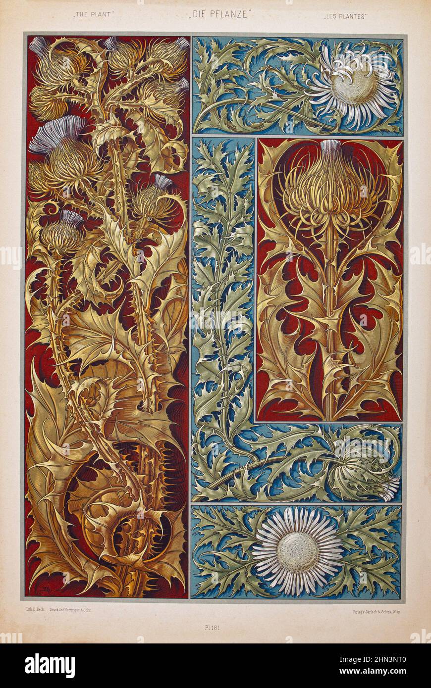 Imprimé art nouveau lithographe par Anton SEDAR. Série de plantes: Carduus. 1900 Anton Johann Nepomuk Seder (1850 - 1916) est un peintre et décorateur allemand, Banque D'Images