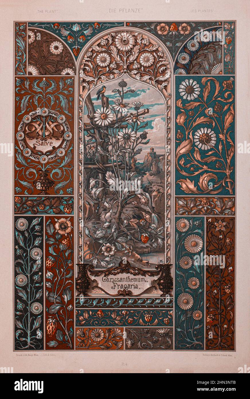 Imprimé art nouveau lithographe par Anton SEDAR. Série végétale: Chrysanthème, fragaria. 1900 Anton Johann Nepomuk Seder (1850 - 1916) est un peintre allemand Banque D'Images
