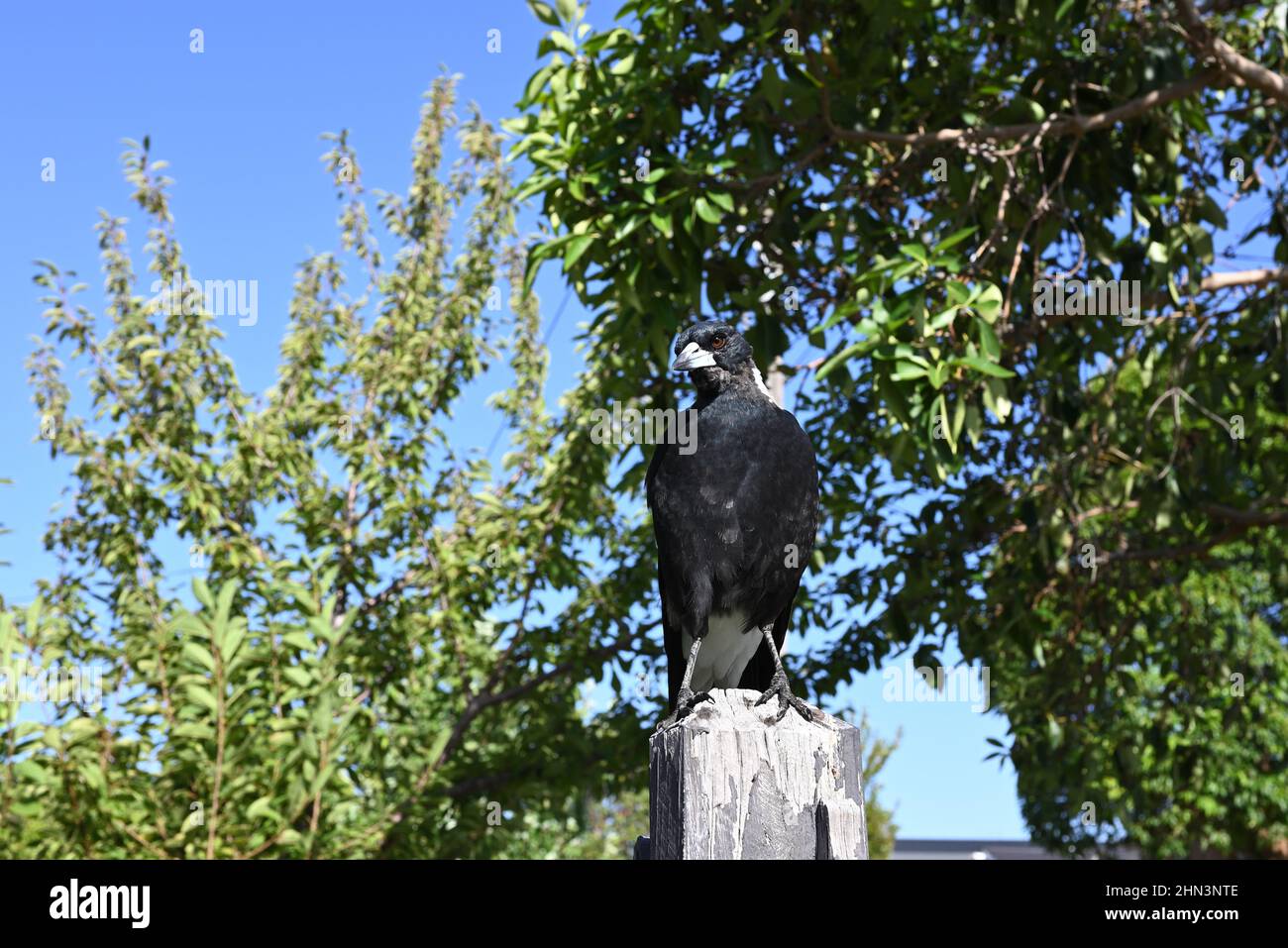Magpie australienne, vue sur une clôture en bois, soleil de l'après-midi illuminant l'oeil de l'oiseau, avec des arbres et le ciel bleu en arrière-plan Banque D'Images