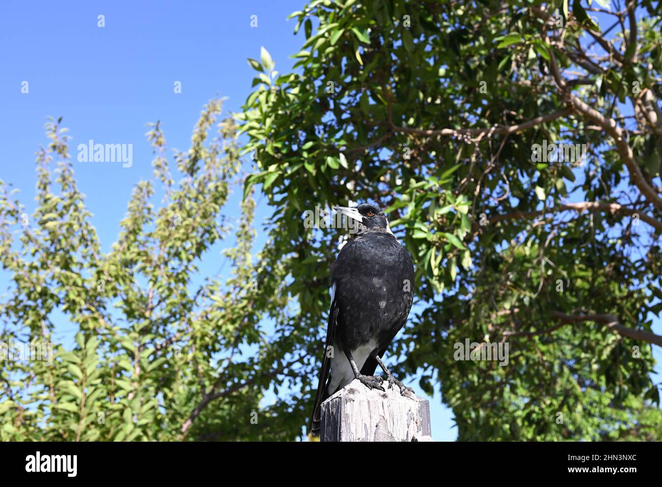 Magnifique magpie australienne perchée au sommet d'une clôture en bois, sa tête se tourna vers la droite, avec des arbres et un ciel bleu en arrière-plan Banque D'Images