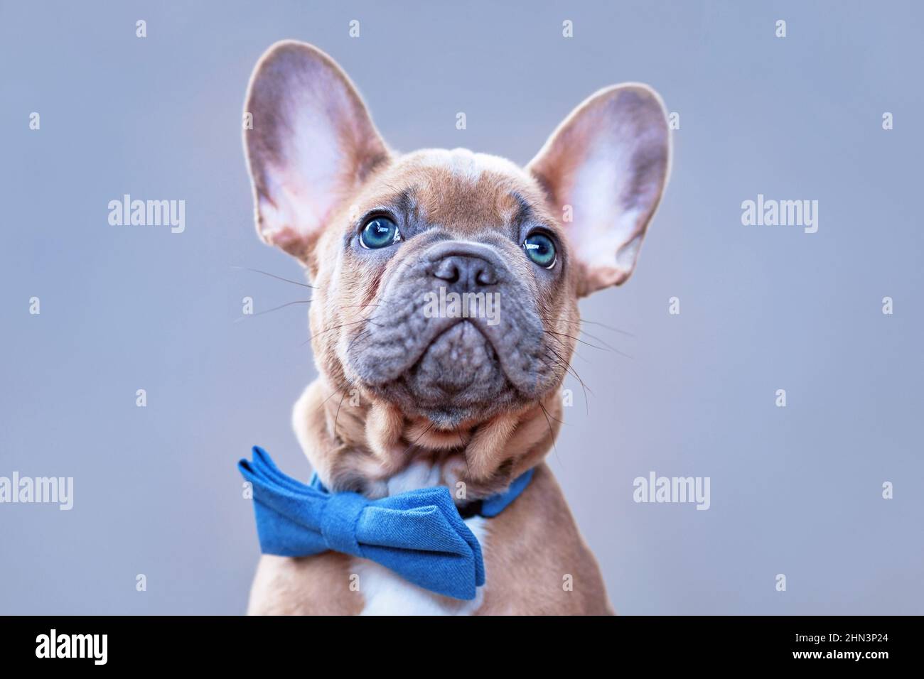 Portrait de bleu rouge fauve chien Bulldog chiot avec noeud bleu Banque D'Images