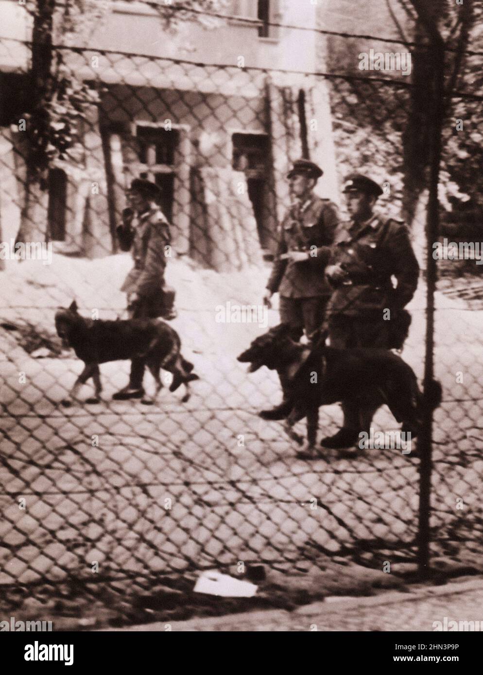 Photo d'époque de la crise de Berlin de 1961 : construire la chasse aux mangues du mur - les gardes frontière de l'Allemagne de l'est utilisent des chiens pour suivre les échappées qui tentent de traverser le Banque D'Images