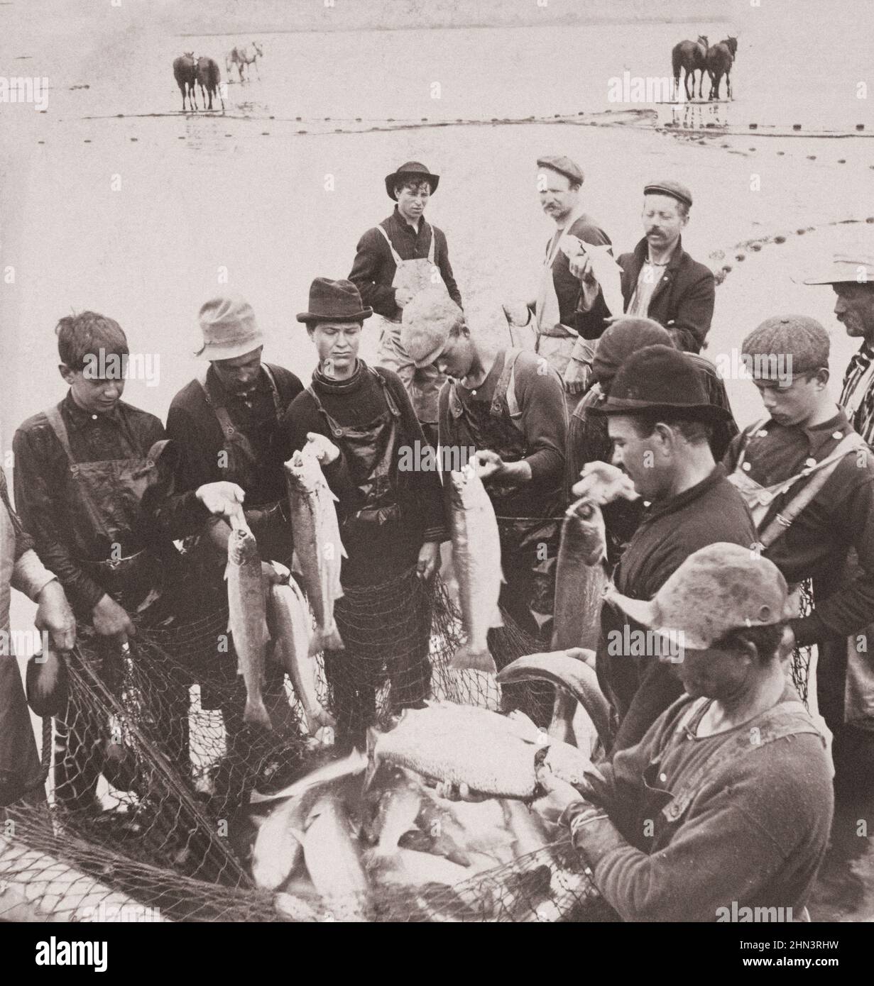 Photo d'époque de l'industrie du saumon de l'Oregon : premier trajet de la saison. Columbia River, Oregon, États-Unis. 1904 hommes avec du poisson en filet en premier plan; chevaux par riv Banque D'Images