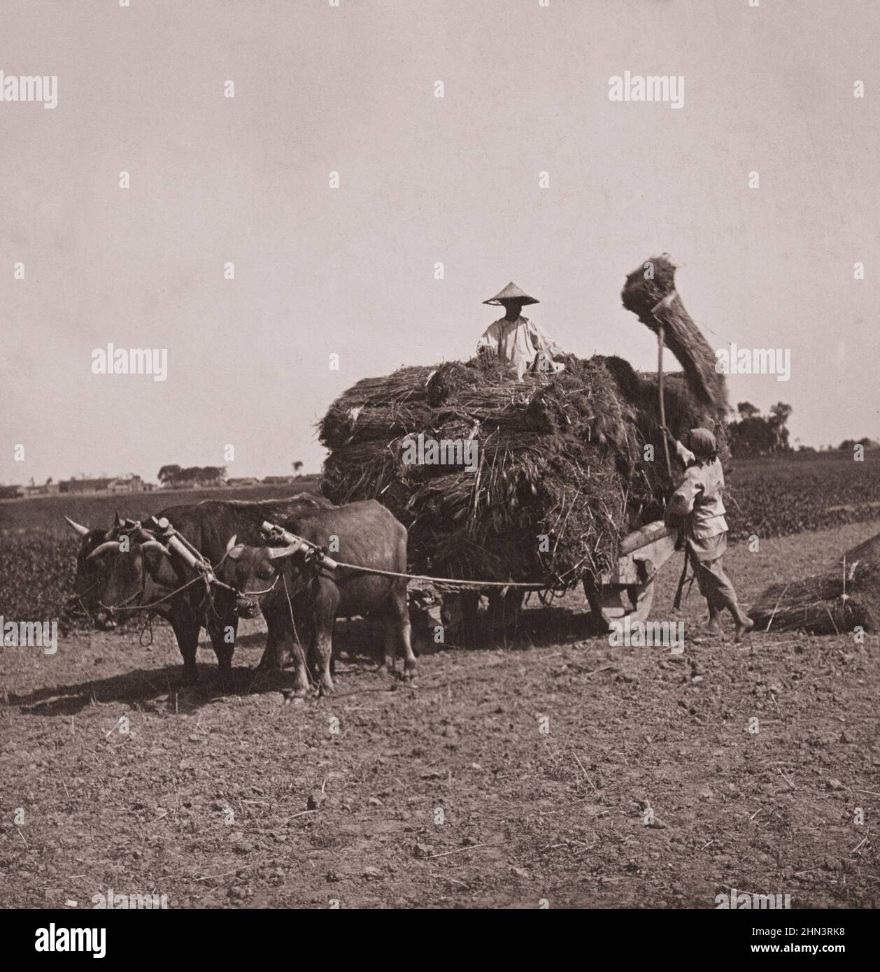 Photo vintage de la femme chinoise chargeait du blé sur un wagon tiré par oxen. Province de Kiang su, Chine. 1908 Banque D'Images