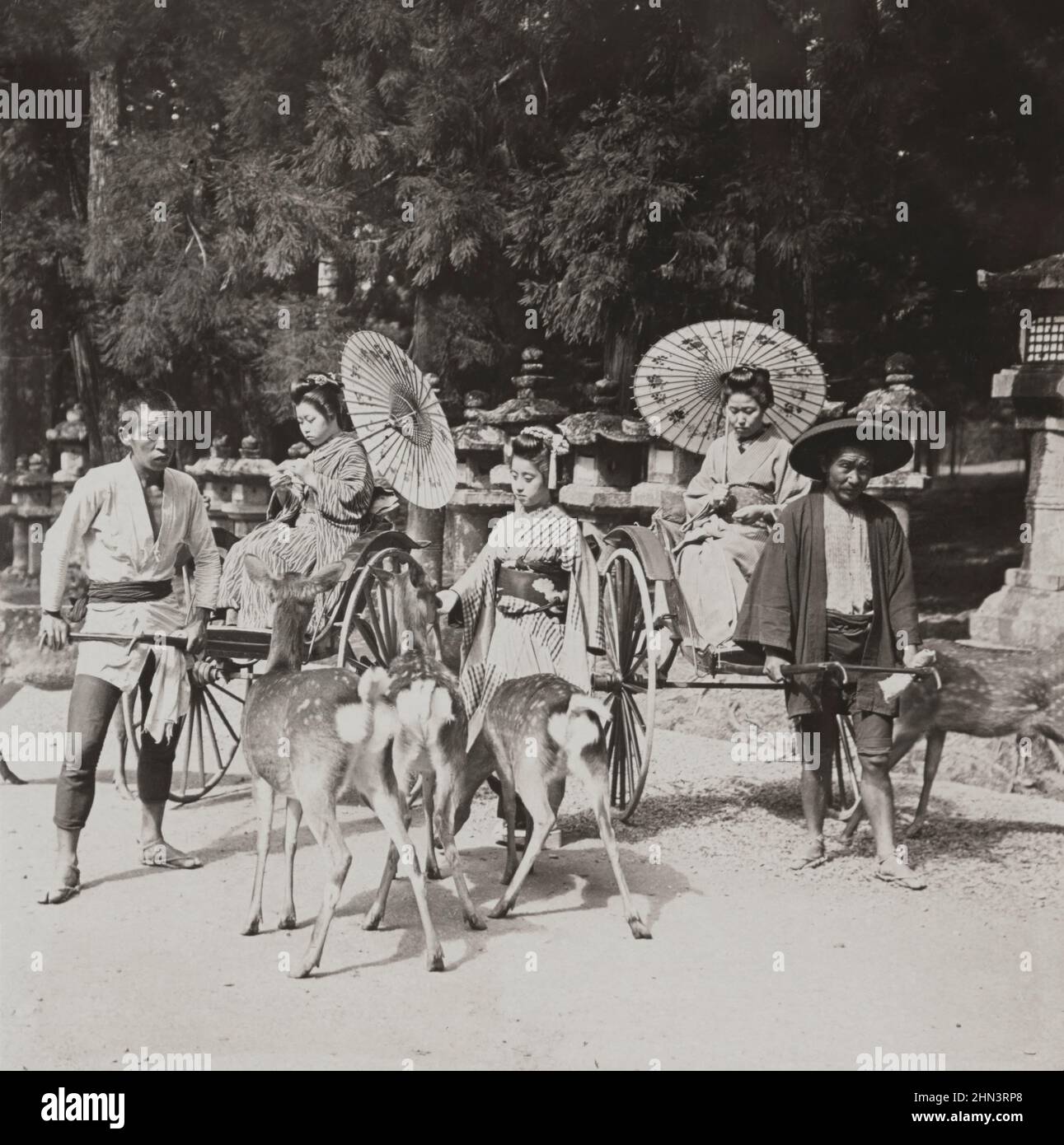 Photo d'époque du Japon à l'ère Meiji. Nourrir les cerfs dans le vieux parc de Nara. Japon. 1906 Banque D'Images