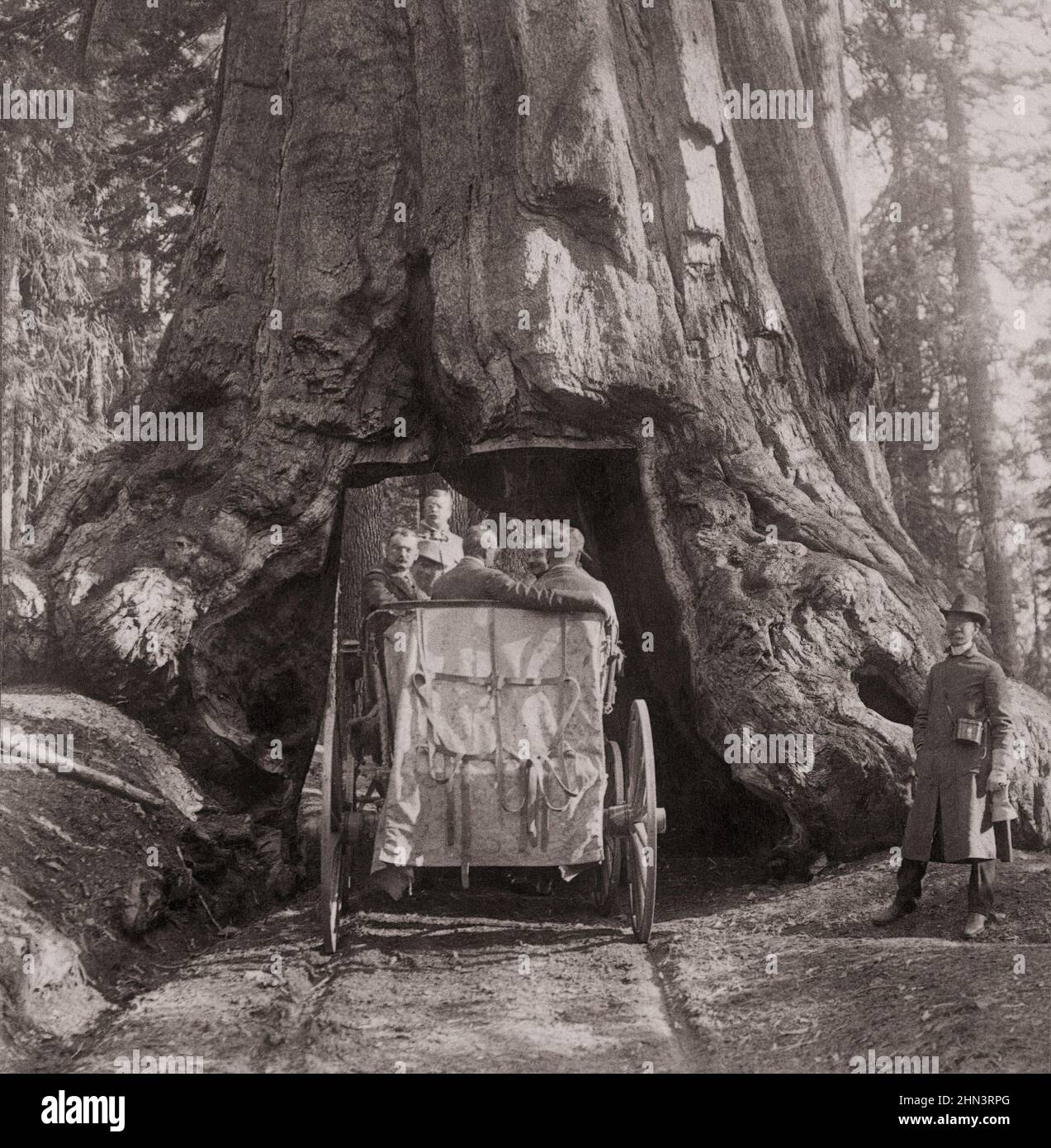 Photo d'époque du président Roosevelt au milieu des « merveilles de la nature » - en traversant Wawona, Big Trees de Californie. ÉTATS-UNIS. Juillet 1903 Banque D'Images