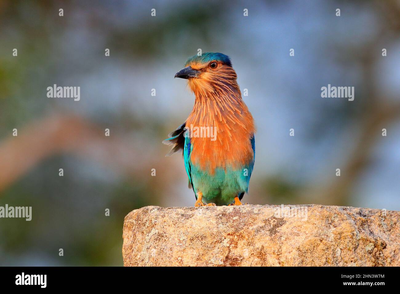 Rouleau assis sur la pierre avec fond orange. Observation des oiseaux en Asie. Bel oiseau coloré dans l'habitat de la nature. Indian Roller d'Anuradhapu Banque D'Images