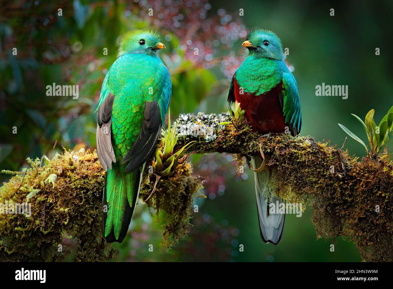Quetzal, Pharomachrus mocinno, de la nature Costa Rica avec forêt verte — free download