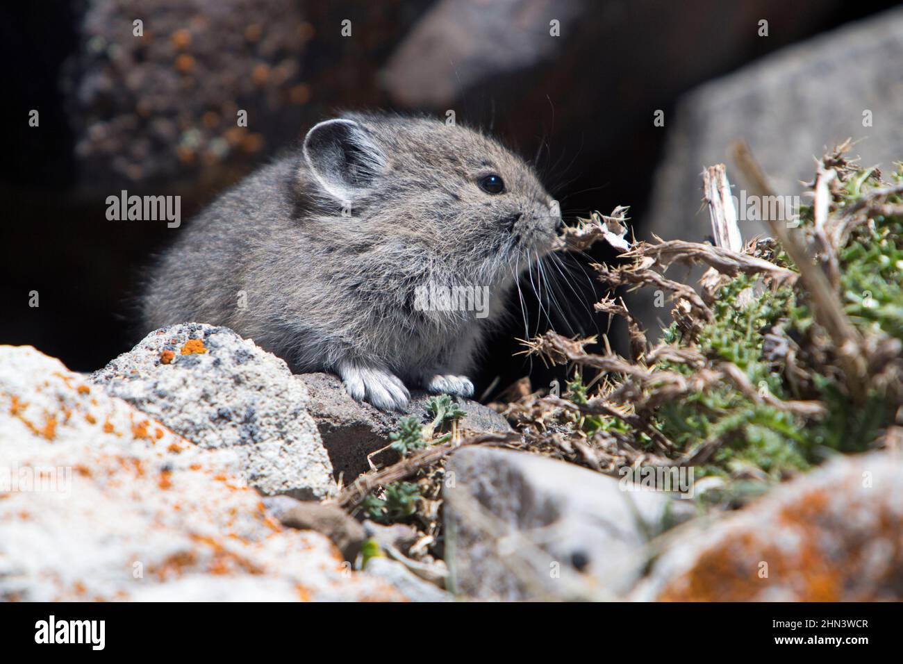 American Pika (Ochotona princeps) jeune animal, Mount Washburn, parc national de Yellowstone, Wyoming Banque D'Images