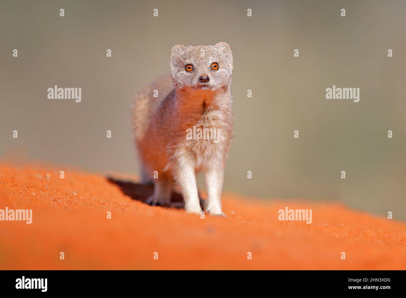 Mongoose dans le sable rouge, Kgalagadi, Botswana, Afrique. Mongoose jaune, Cynictis penicillata, assis dans le sable avec la végétation verte. Faune et flore d'Afrique. Banque D'Images