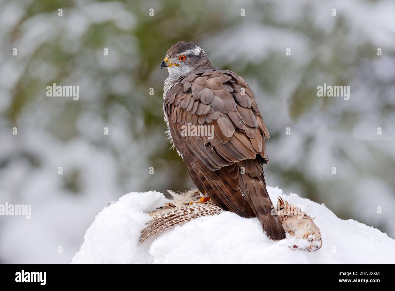 Faune d'hiver, oiseau de proie avec prise dans la neige. Comportement animal dans la forêt. Oiseau de proie Goshawk avec faisan tué dans l'herbe en vert avant Banque D'Images