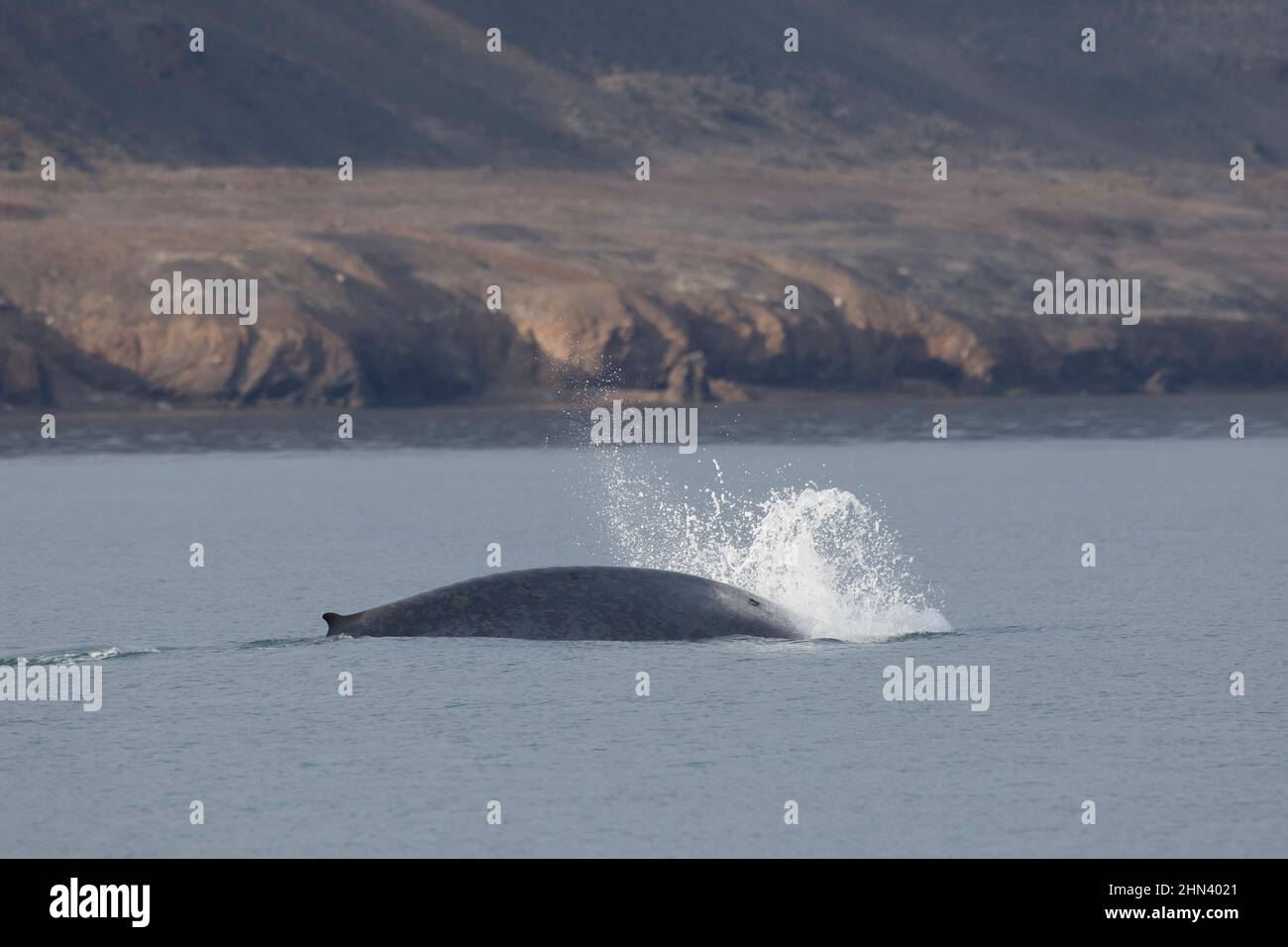 Surface de la baleine bleue (Balaenoptera musculus). Svalbard, Norvège Banque D'Images