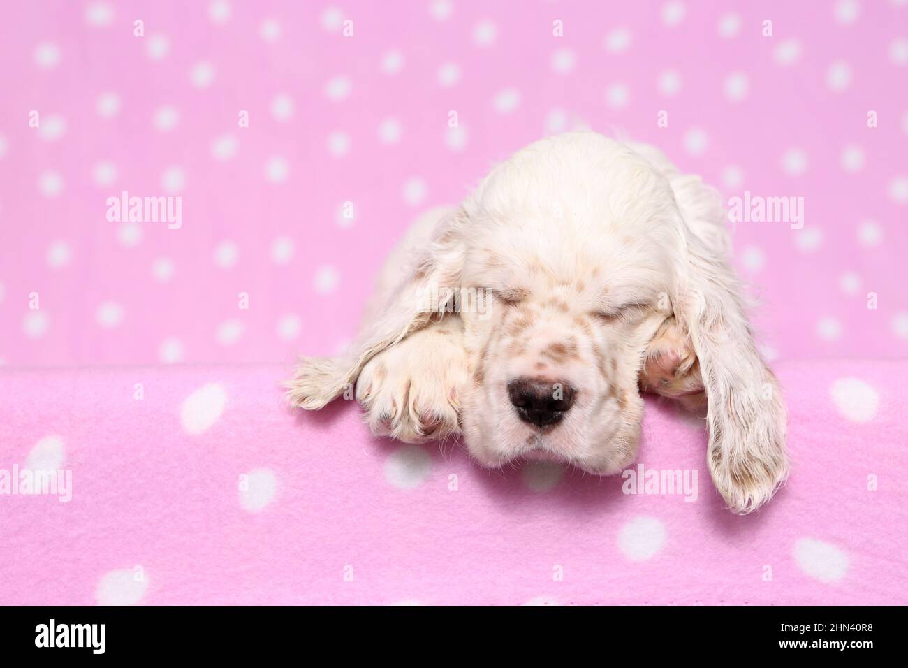 Setter anglais. Chiot dormant sur une couverture rose avec des pois. Allemagne Banque D'Images