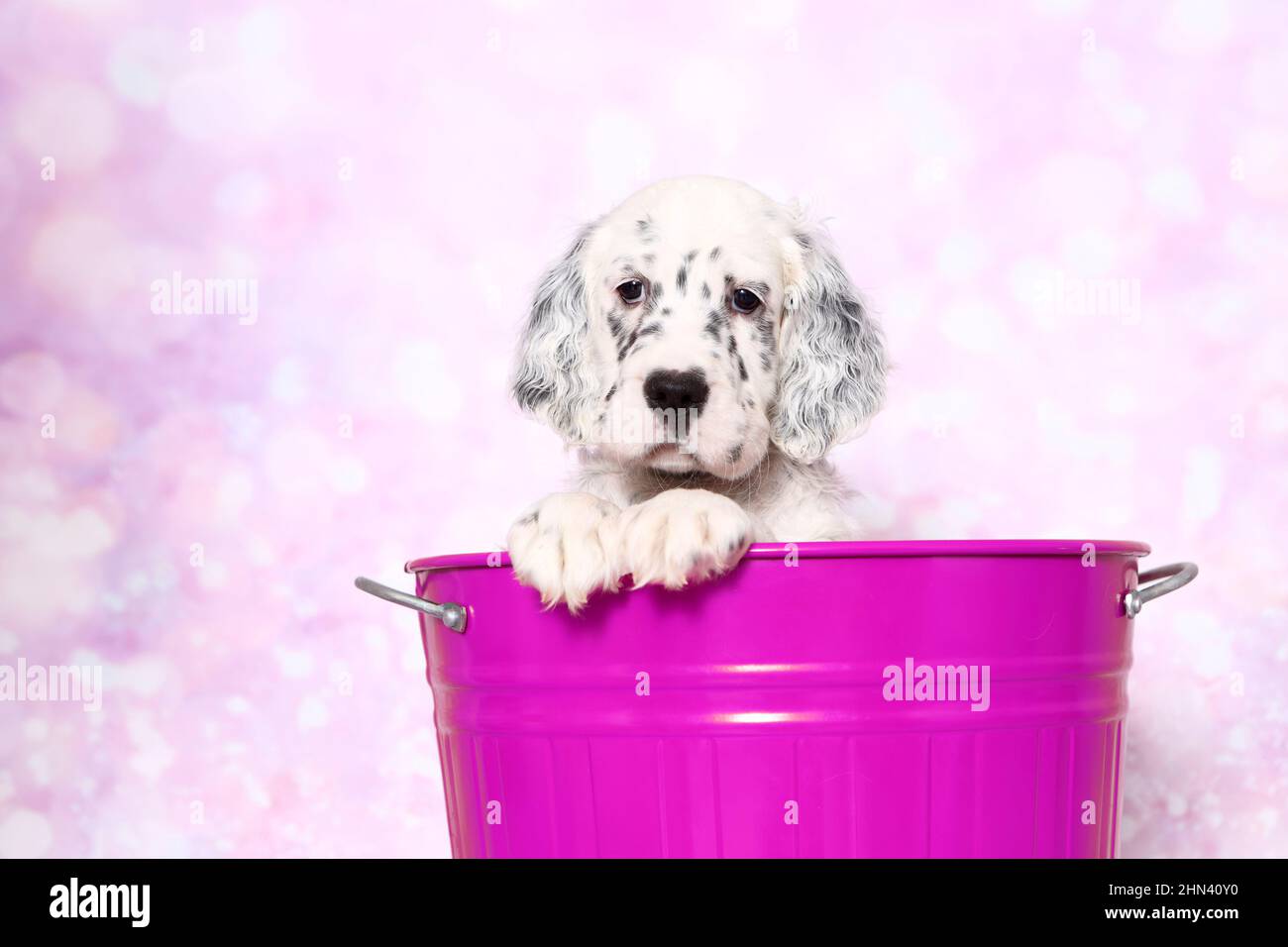 Setter anglais. Chiot dans un seau, vu sur fond rose. Allemagne Banque D'Images