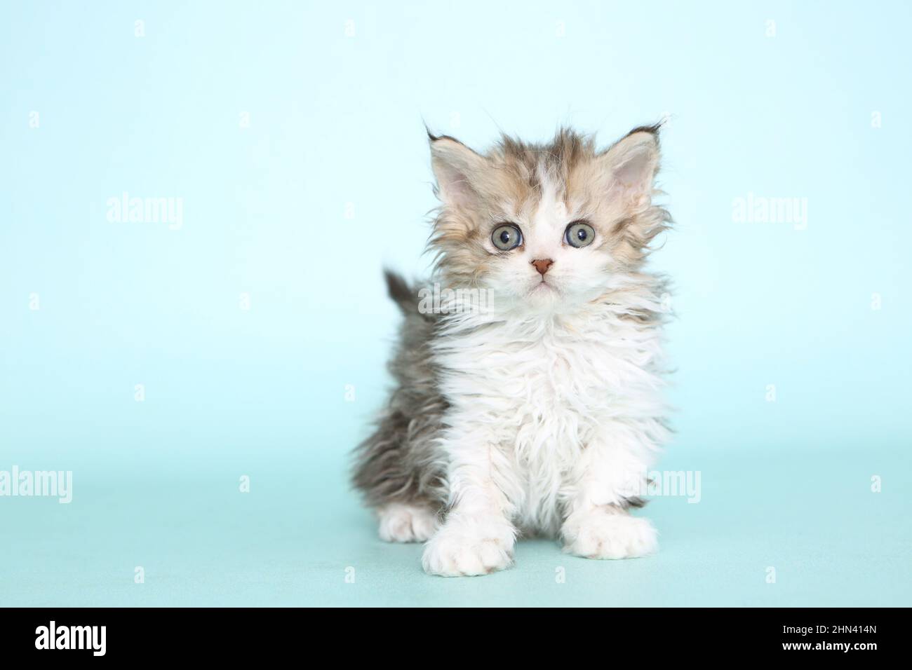 Selkirk Rex. Chaton assis. Image de studio sur fond bleu clair. Allemagne Banque D'Images