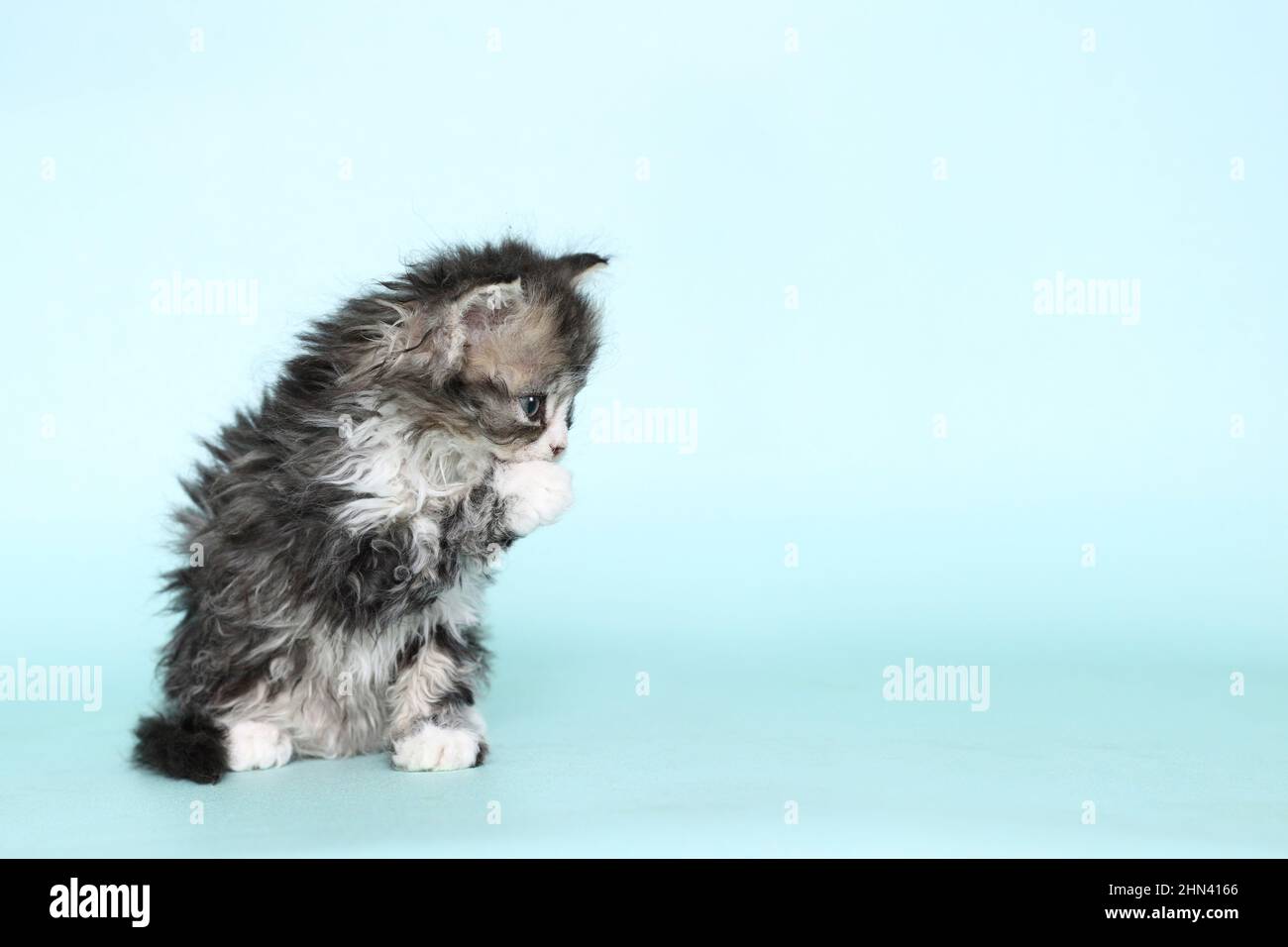 Selkirk Rex. Chaton assis. Image de studio sur fond bleu clair. Allemagne Banque D'Images