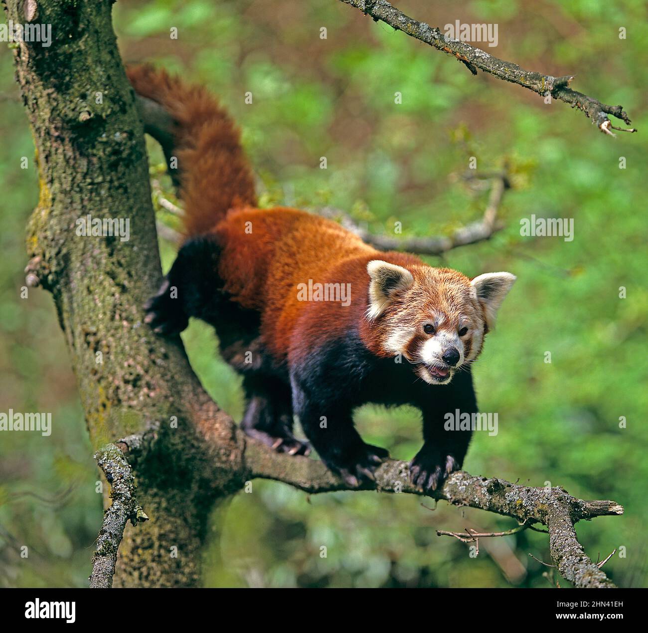 Petit Panda ou Panda rouge (Ailurus fulgens) grimpant dans un arbre. Captif Banque D'Images