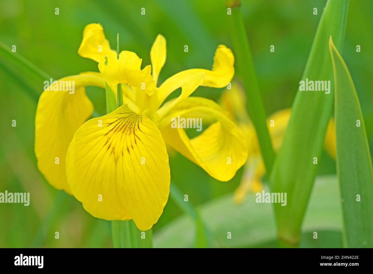 Drapeau Iris, drapeau jaune (Iris pseudocorus), fleur simple. Allemagne Banque D'Images