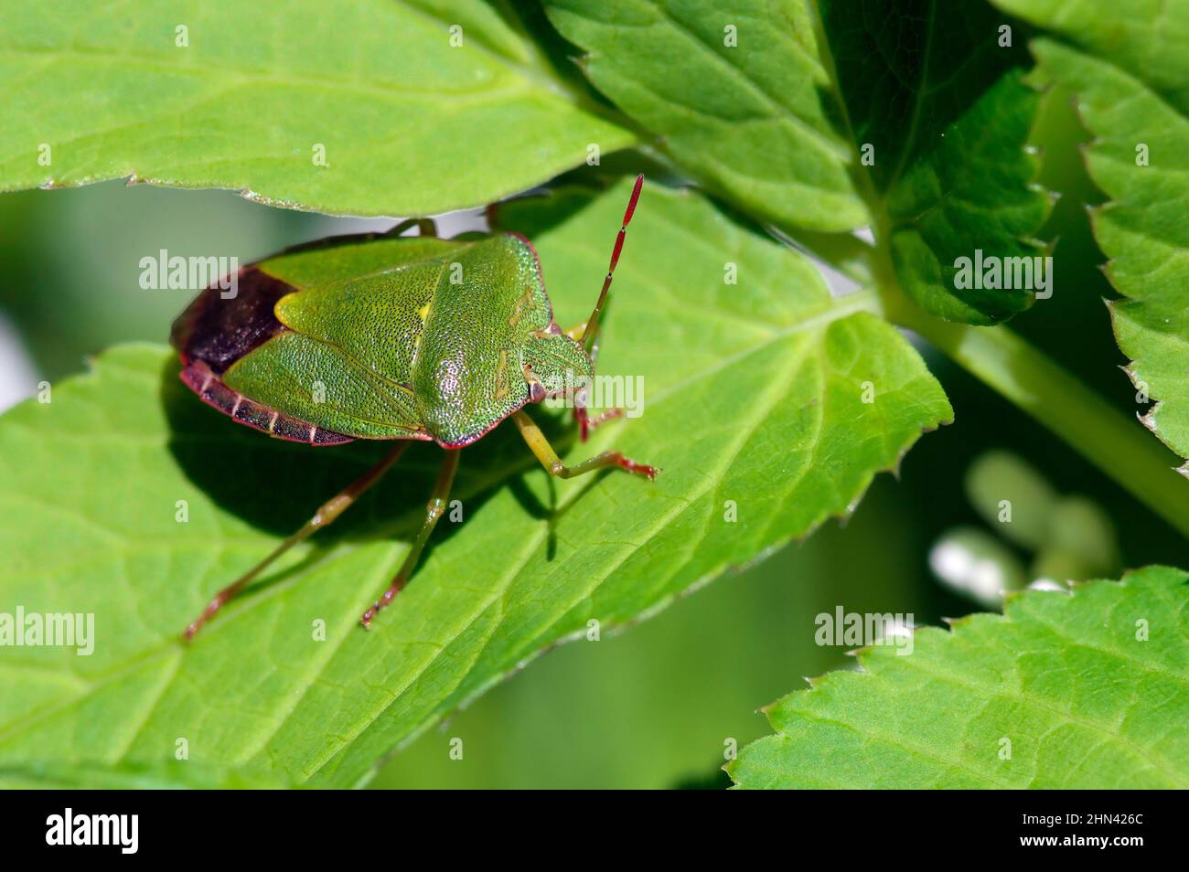 Insecte vert de bouclier commun (Palomena prasina) sur la feuille. Banque D'Images
