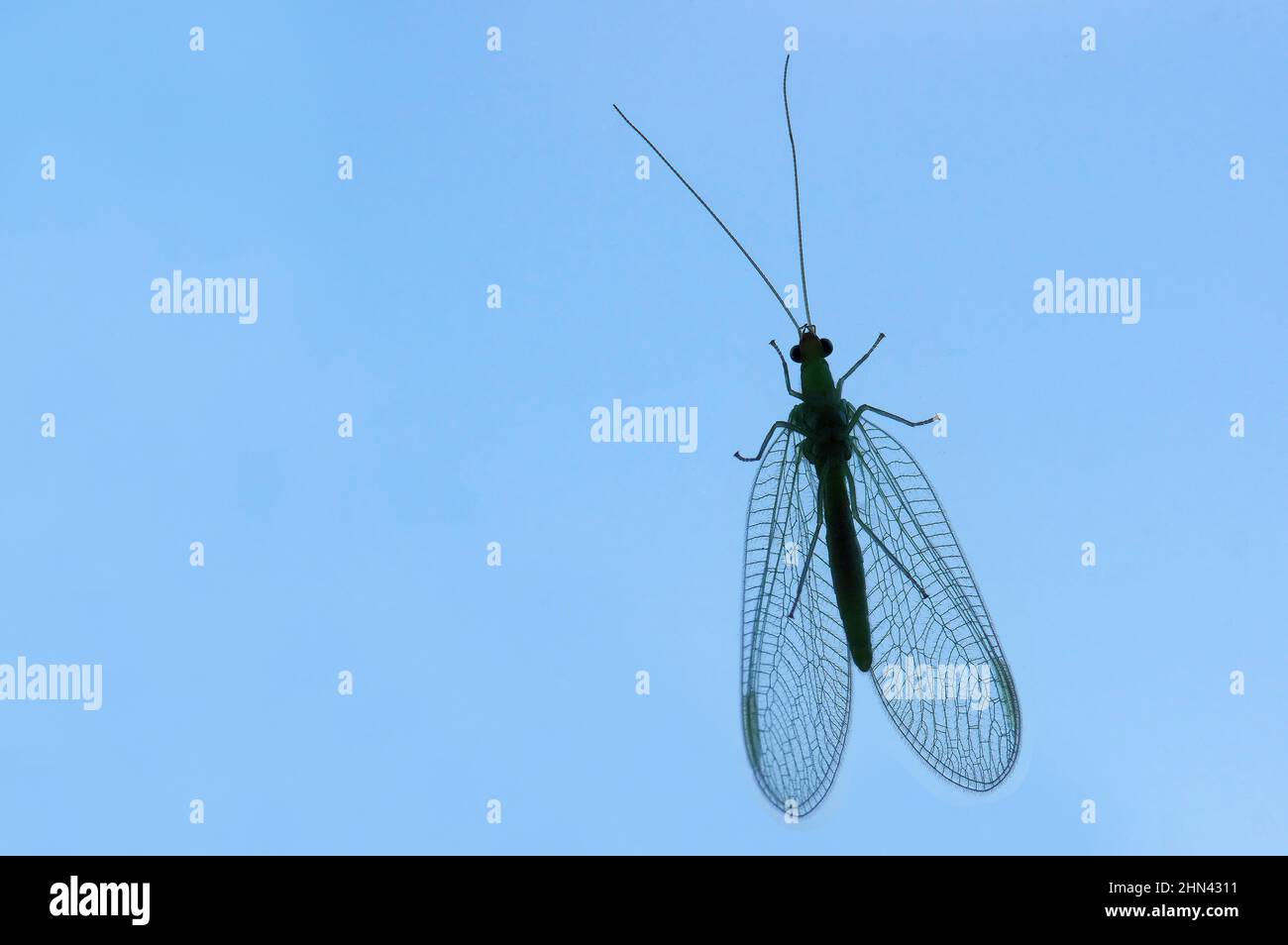 Green Laceding commun (Chrysoperla carnea) assis sur un panneau de verre. Allemagne Banque D'Images