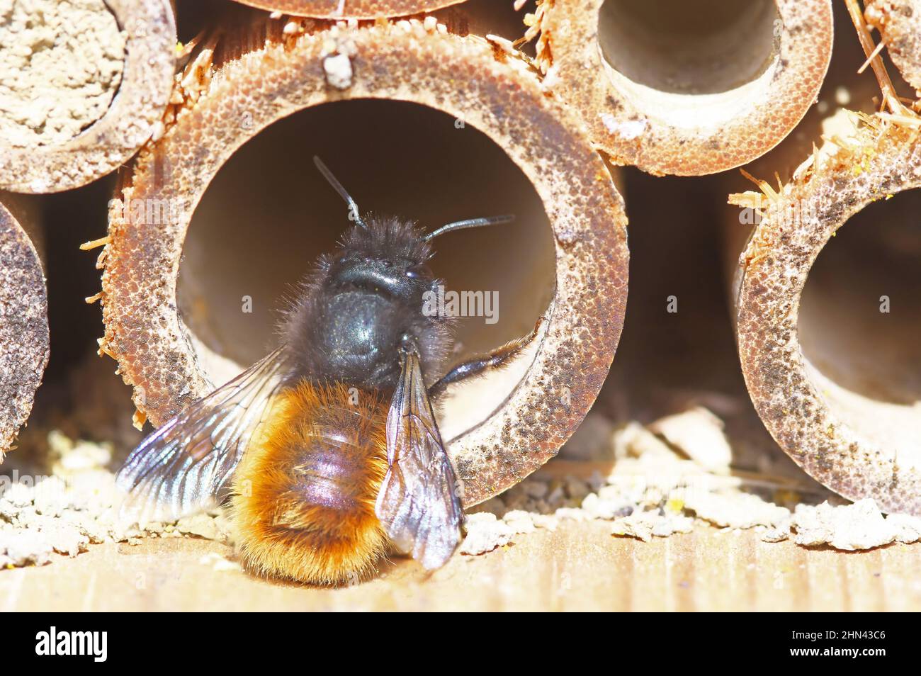 Mason-Bee (Osmia rufa) bicolore à l'hôtel des insectes à l'entrée d'un roseau creux qu'il utilise pour la reproduction. Taille de l'insecte: 9-10 mm. Allemagne Banque D'Images