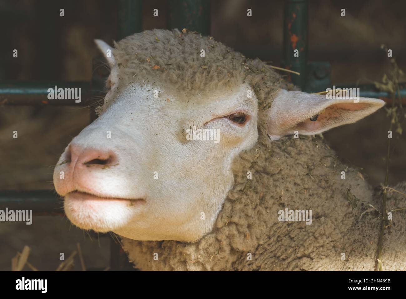 Moutons dans un enclos, animaux d'élevage dans une ferme Banque D'Images